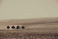 Ybarra - Cuatro en compañia - Fotografia - 50x70 - Papel