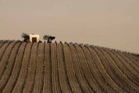 Ybarra - Vi&ntilde;a podada - fotografia - 50x70 - Papel