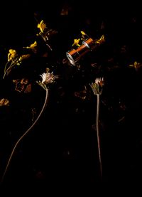 Yin Bunker - Universo - 50x70 - Fotogrfia - Papel (2)